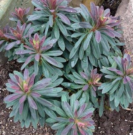 Euphorbia, Martins Spurge, Wood Spurge Rudolph