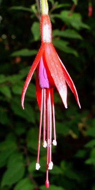 Hardy Fuchsia Riccartonii