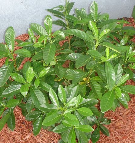 Gardenia, Vietnamese Gardenia Vietnam