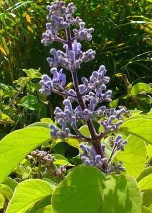 Jamaican Lilac, Jam Lilac, Tropical Lilac