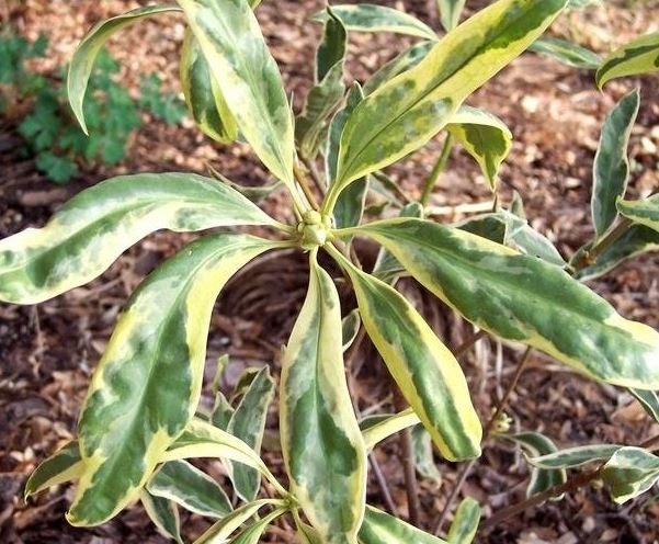Illicium, Florida Anise, Red Magnolia Shady Lady