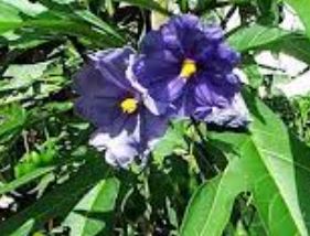 Solanum Species, Kangaroo Apple, New Zealand Nightshade, Slit-Leafed Nightshade
