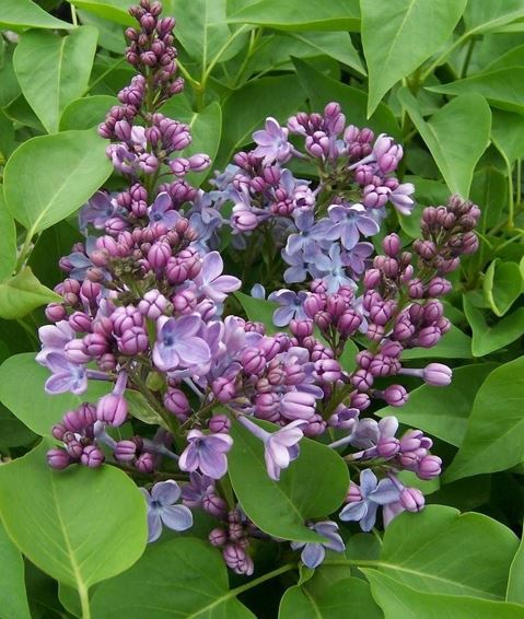 Syringa, Common Lilac, French Lilac Wonderblue