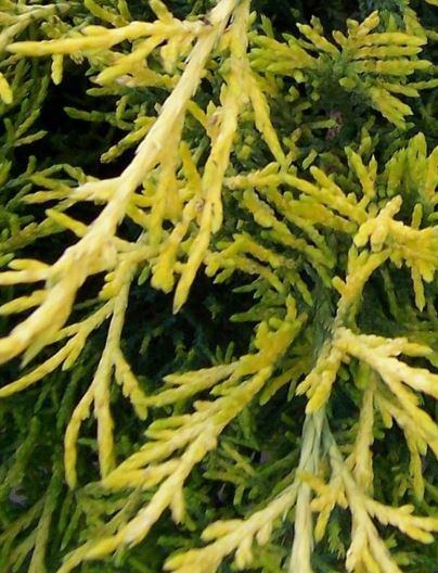 Chinese Juniper Aurea Improved
