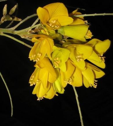 Sophora, Kowhai Sun King