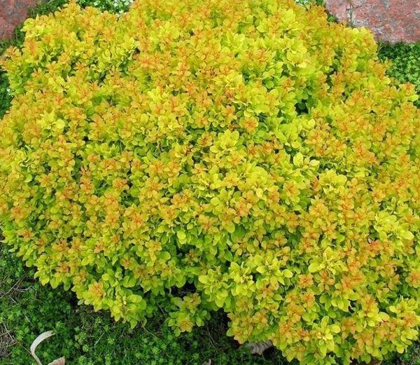 Berberis, Japanese Barberry Aurea Nana