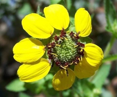 Texas Greeneyes