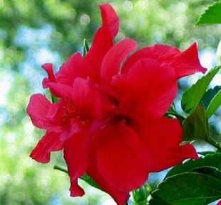 Tropical Hibiscus Celia Double Red