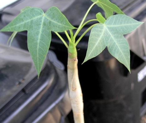 Jatropha