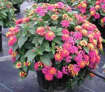 Lantana Anne Marie