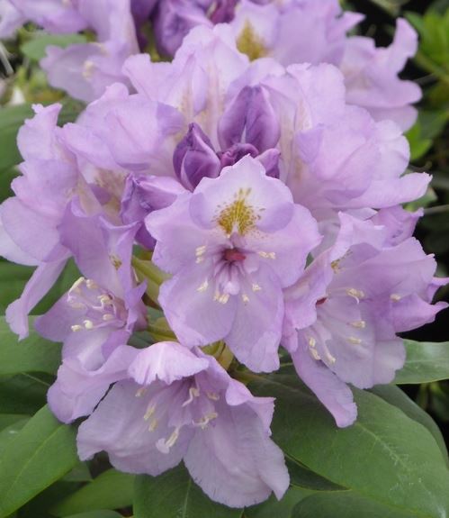Rhododendron Fastuosum Flore Pleno