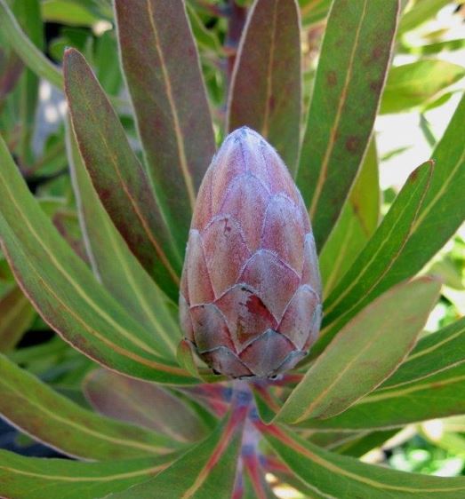 Protea Pink Ice