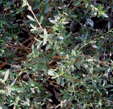 Leptospermum Species, Alpine Tea Tree