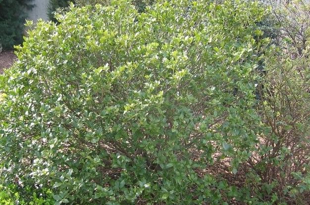 Gardenia, Cape Jasmine, Gandharaj Grifs Select