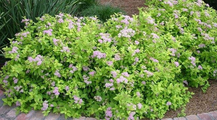 Spiraea, Japanese Meadowsweet, Japanese Spirea, Maybush Monhub