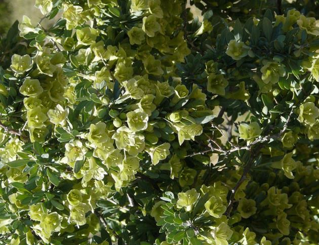 Pale Desert-Thorn