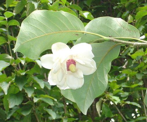 Oyama Magnolia Colossus