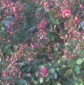 Lagerstroemia, Crape Myrtle, Crepe Myrtle Red Filli