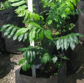 Majidea Species, Black Pearl, Pearl of Zanzibar