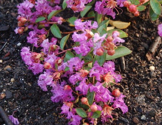 Lagerstroemia, Crape Myrtle, Crepe Myrtle Violet Filligree