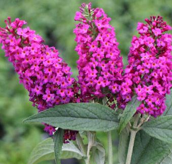 Buddleja, Butterfly Bush, Summer Lilac Miss Ruby