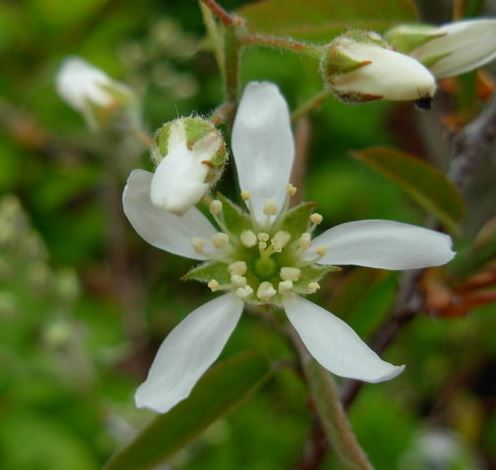 Shadblow Service Berry, Downy Serviceberry, Canadian Serviceberry Prince William