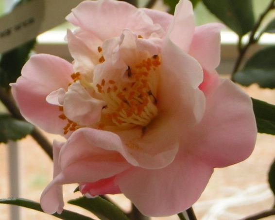 Camellia, Hybrid Camellia High Fragrance