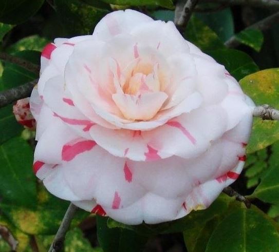 Common Camellia, Japanese Camellia La Peppermint