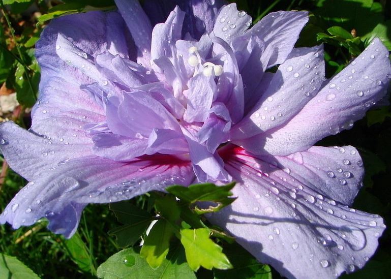 Hibiscus, Rose of Sharon, Shrub Althea Blue Chiffon