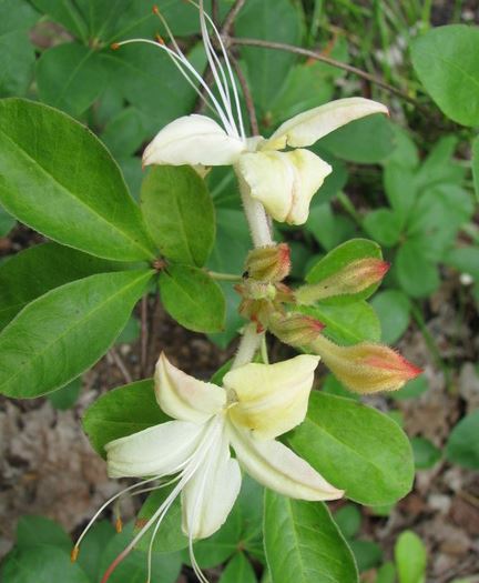 Rhododendron, Azalea Westons Lemon Drop