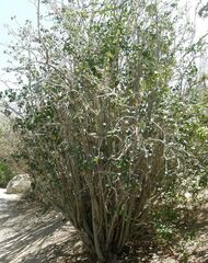 Ashy Limberbush, Arizona Nettlespurge