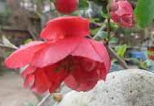 Chaenomeles, Flowering Quince Iwai Nishiki