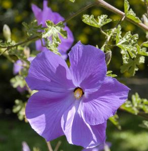 Hibiscus, Blue Hibiscus Santa Cruz