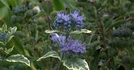 Caryopteris, Bluebeard, Blue Mist Spirea White Surprise