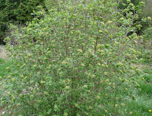 Viburnum Emerald Triumph