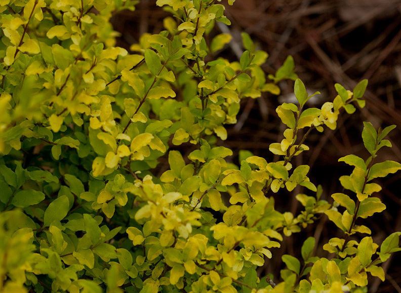 Ligustrum, Variegated Chinese Privet Sunshine
