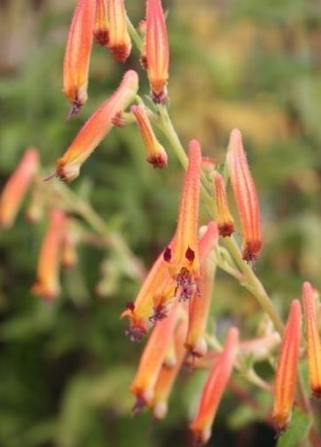 Cuphea, Cigar Bush, Cigar Plant Strybing Sunset