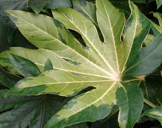 Fatsia, Variegated Paperplant, Japanese Aralia Annelise