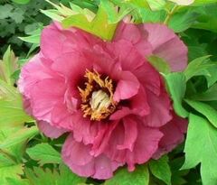 Hybrid Lutea, Tree Peony 'Leda'