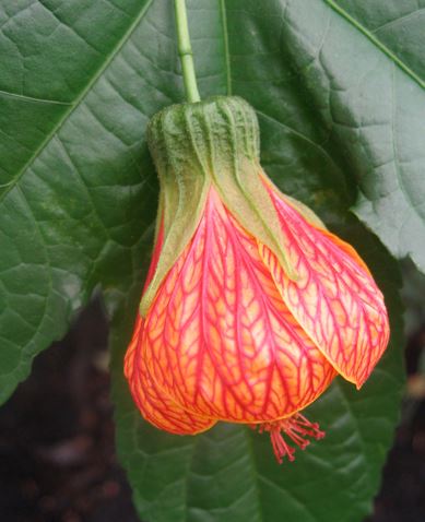 Dog Hobble, Leucothoe