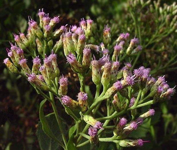 Pluchea Species, Indian Camphorweed, Indian Fleabane, Indian Pluchea