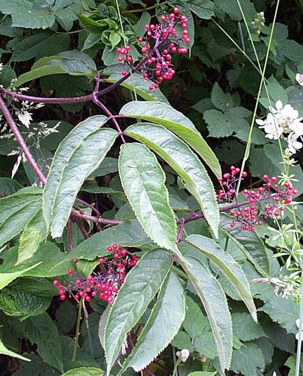 Red Elderberry