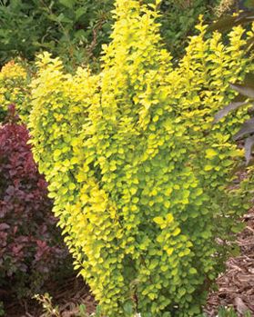 Berberis, Japanese Barberry Gold Pillar