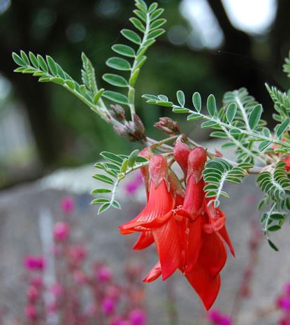 Lessertia Species, Mountain Cancer Bush