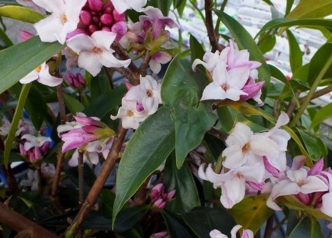 Disanthus Species, Redbud Hazel