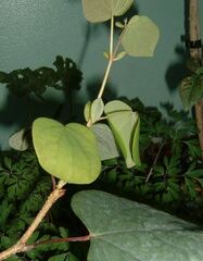 Hybrid Multiflora Climber, Polyantha, Rambler 'Goldfinch'