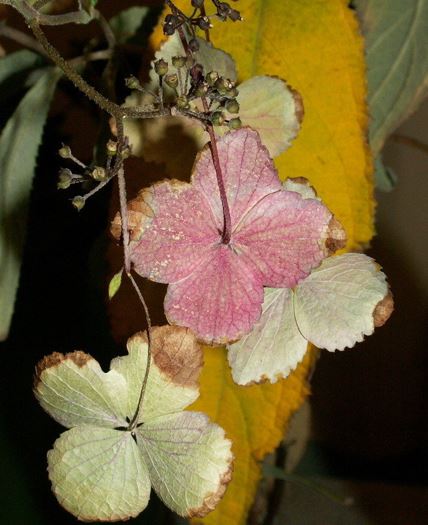 Abutilon, Indian Mallow