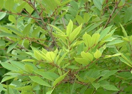 Clethra Species, Cinnamon-Bark Clethra, Mountain Clethra, Mountain Pepperbush