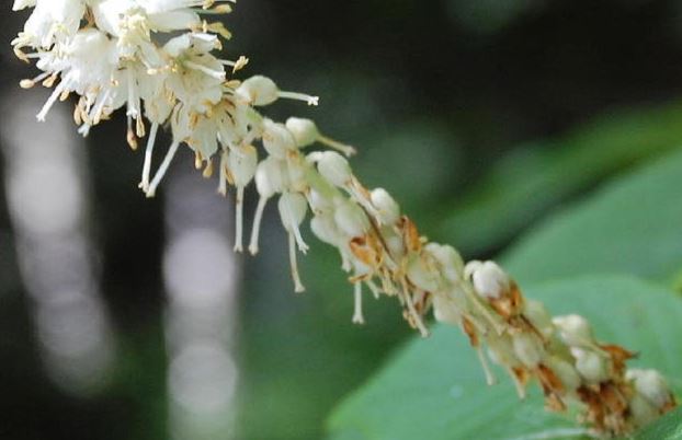 Indian Plum, Oso Berry, Bird Cherry