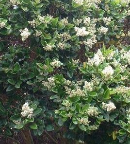 Chinese Photinia